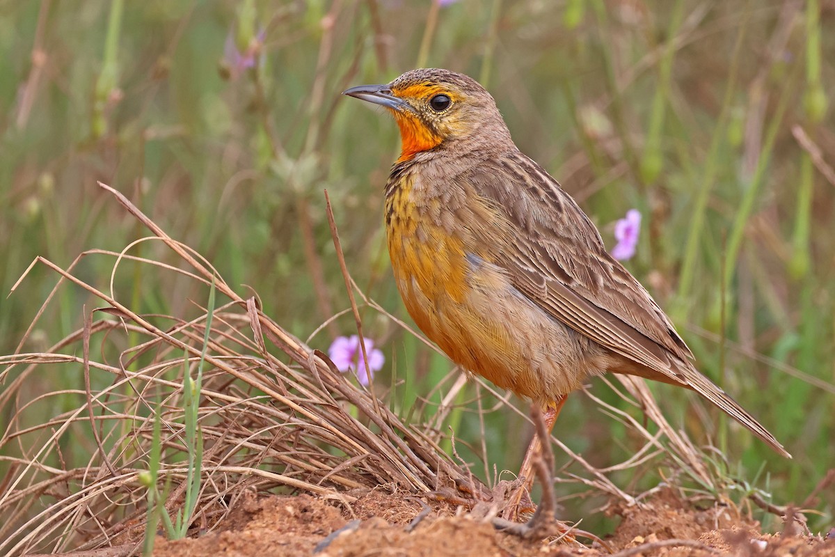 Orange-throated Longclaw - ML642965821