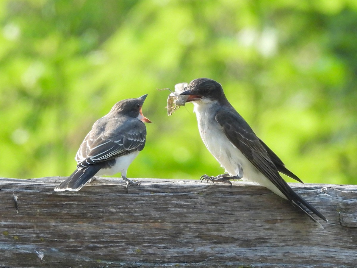 Eastern Kingbird - ML642965846
