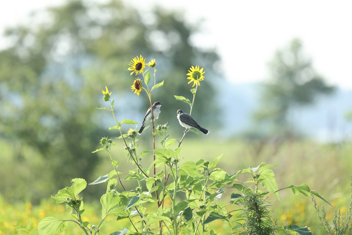 Eastern Kingbird - ML642965847