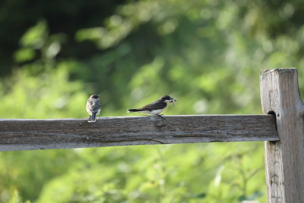 Eastern Kingbird - ML642965848