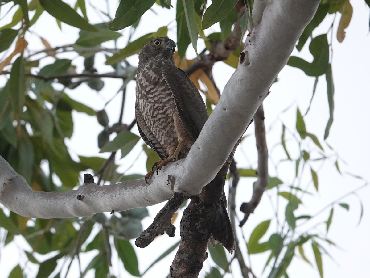 Collared Sparrowhawk - ML642965849