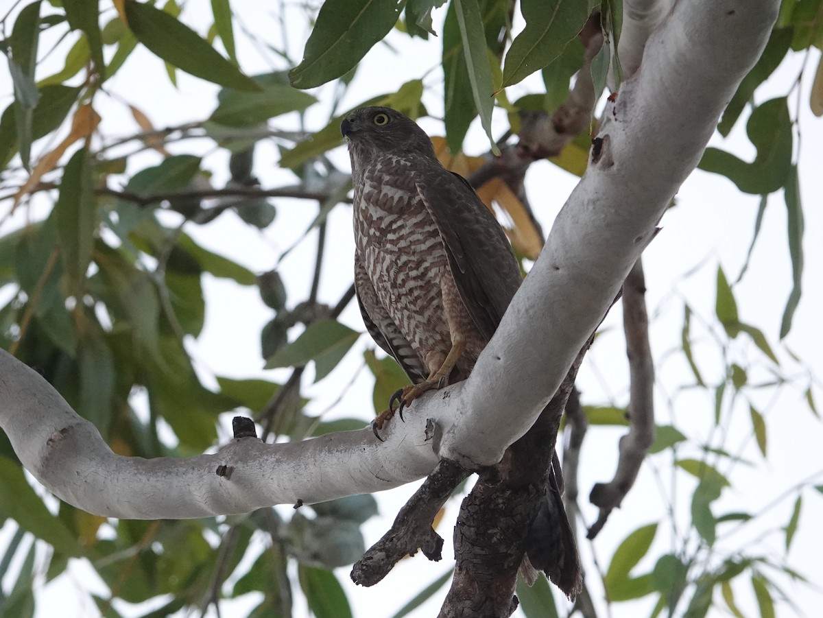 Collared Sparrowhawk - ML642965850
