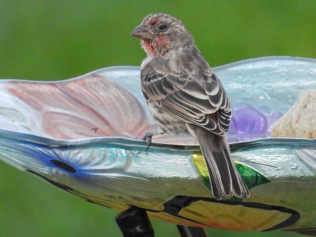 House Finch - ML642965855