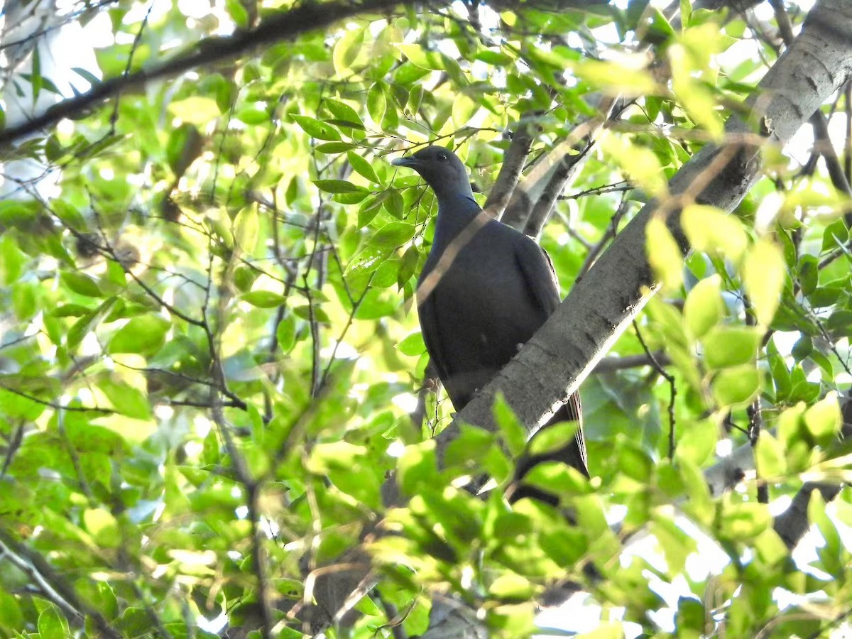 Black Wood-Pigeon - ML642965870
