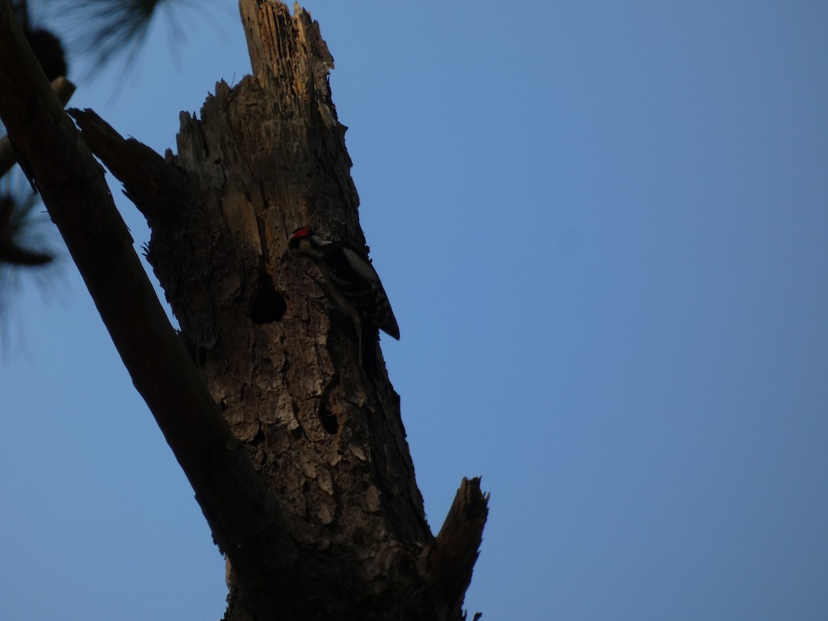 Downy Woodpecker - ML642965873