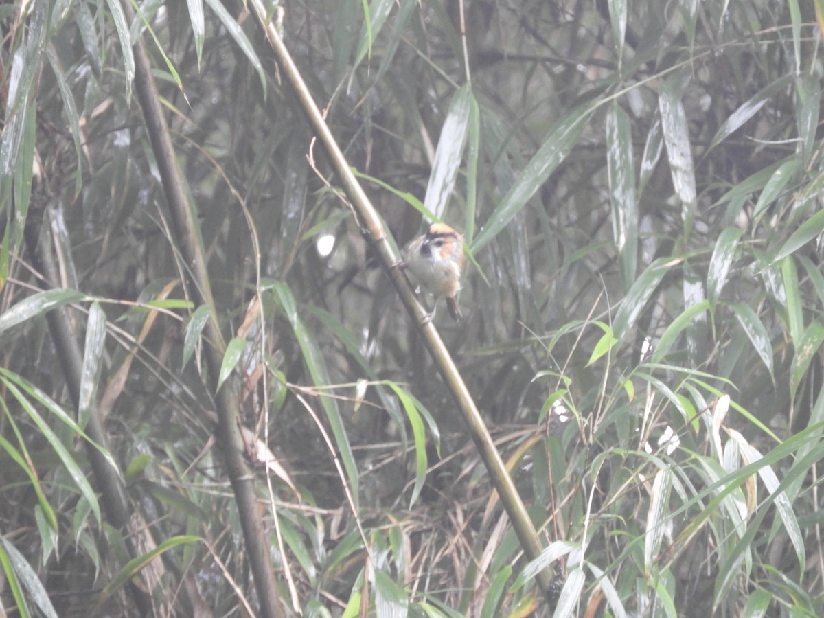 Black-throated Parrotbill - ML642965874