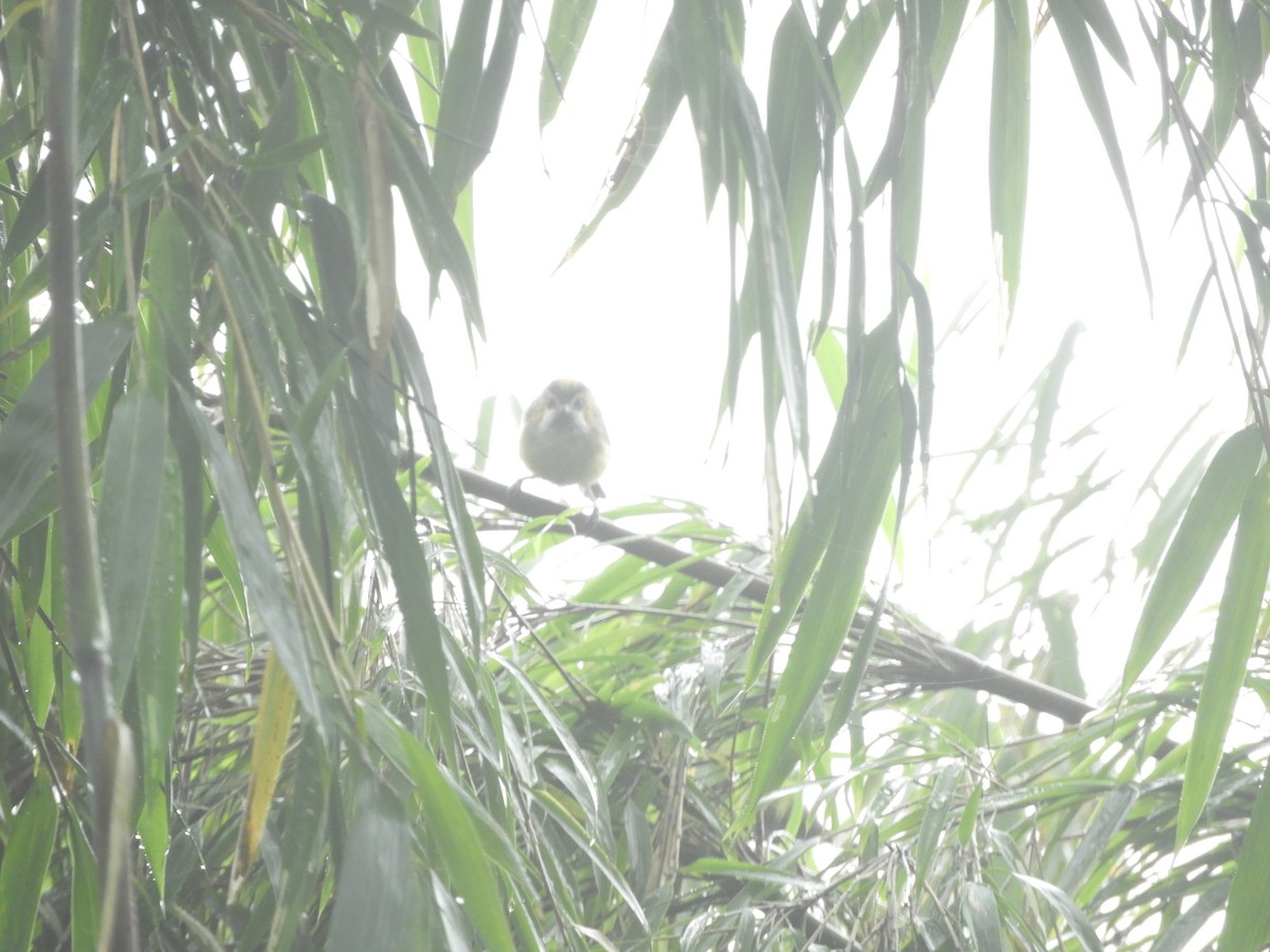 Black-throated Parrotbill - ML642965875