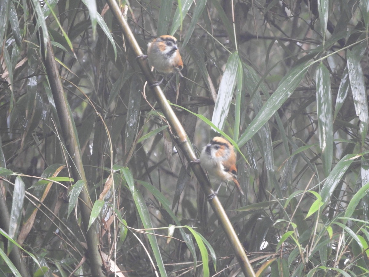 Black-throated Parrotbill - ML642965876