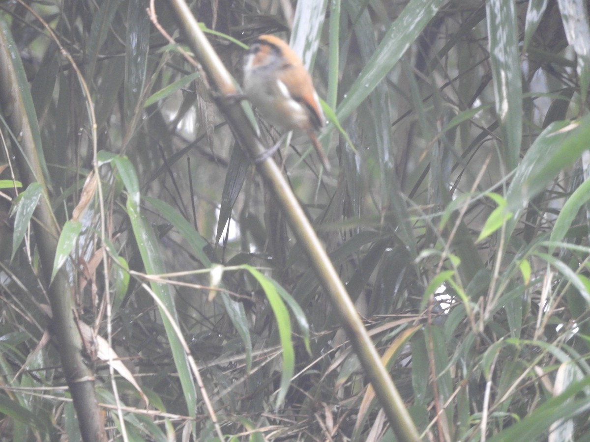 Black-throated Parrotbill - ML642965877