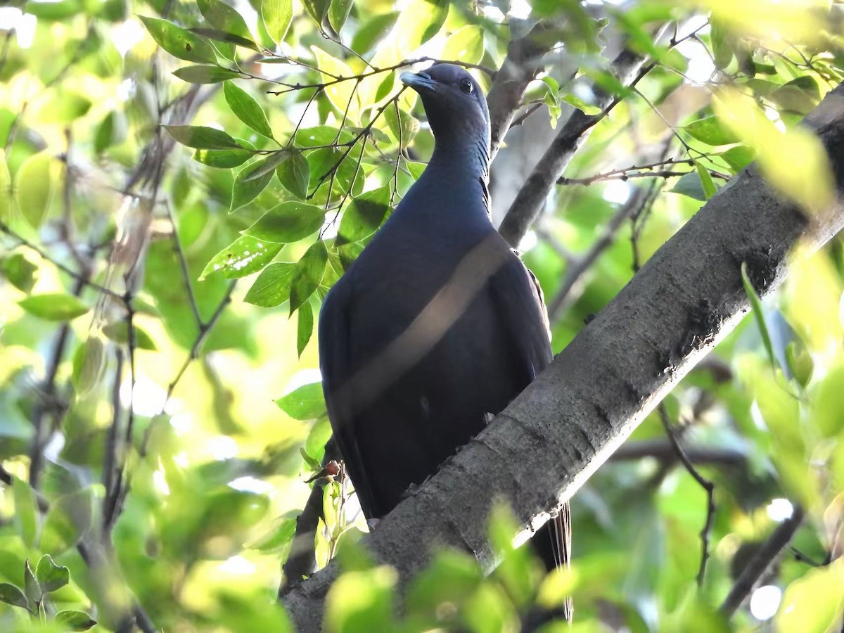 Black Wood-Pigeon - ML642965878