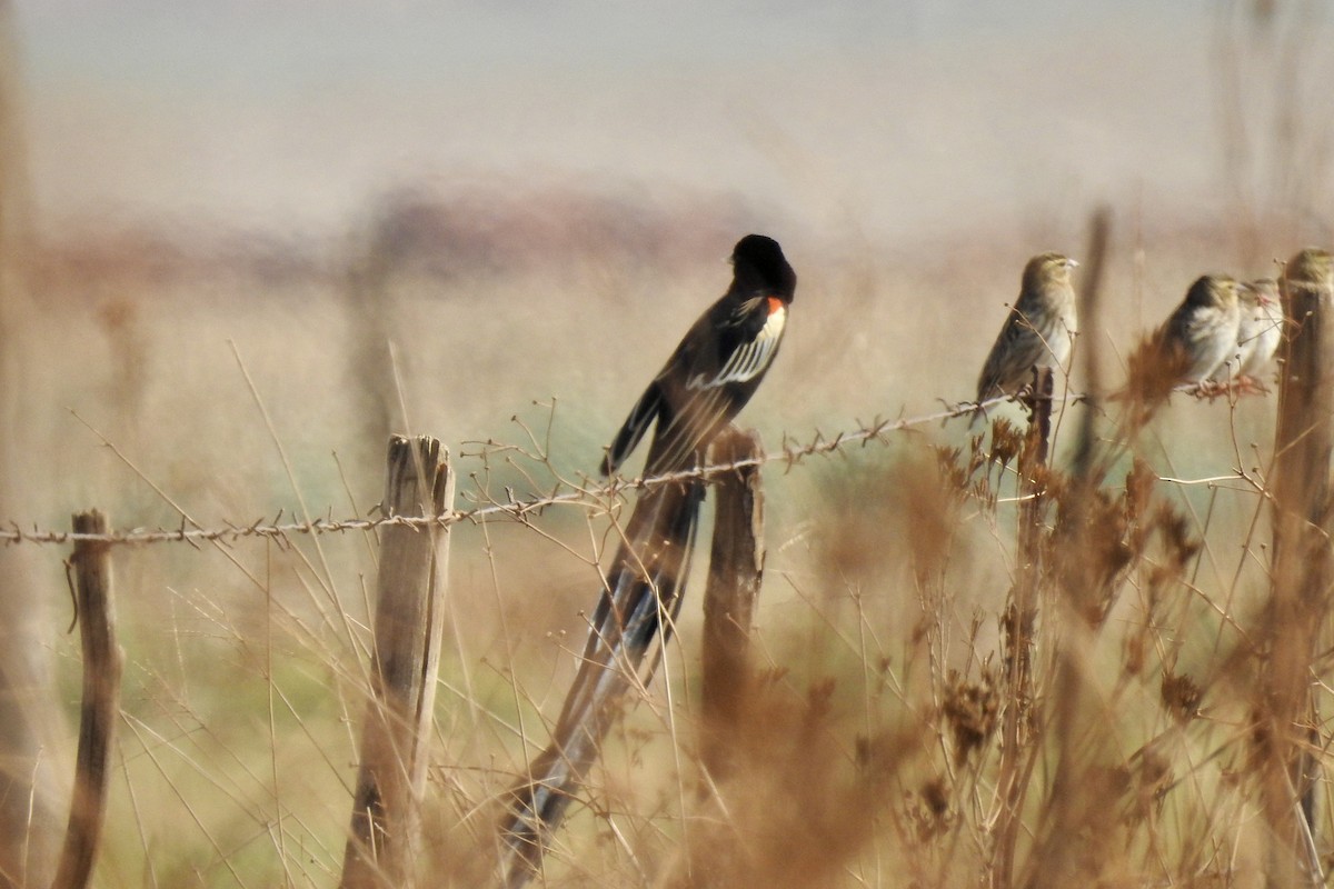 Long-tailed Widowbird - ML642965882