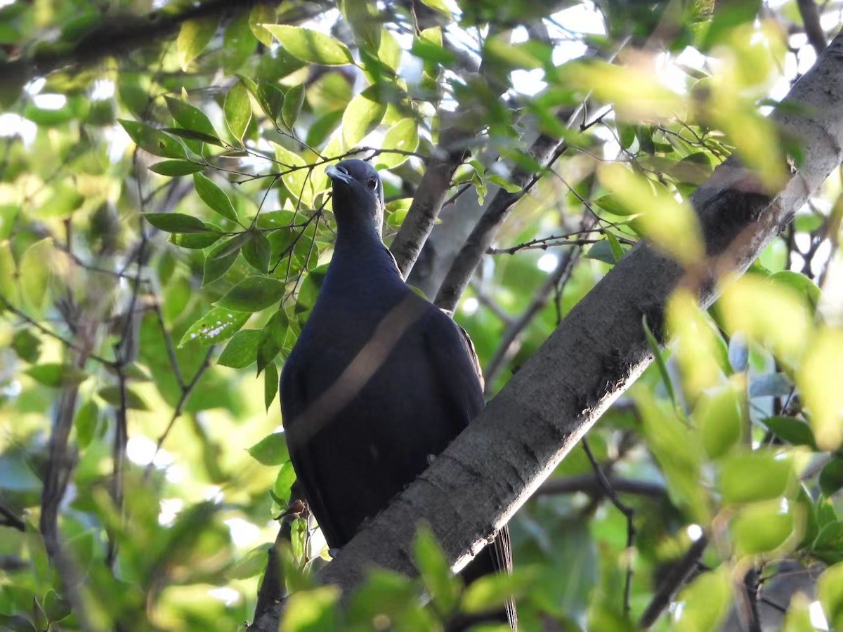 Black Wood-Pigeon - ML642965890