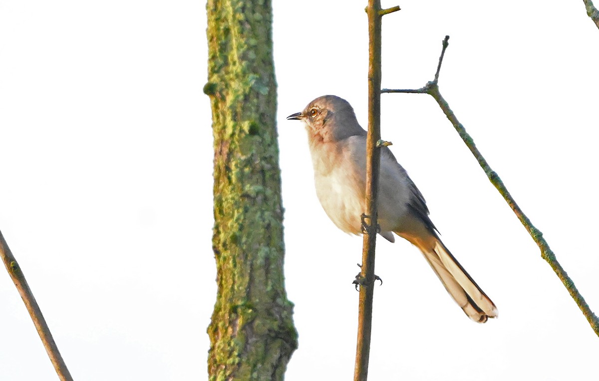 Northern Mockingbird - ML642965897