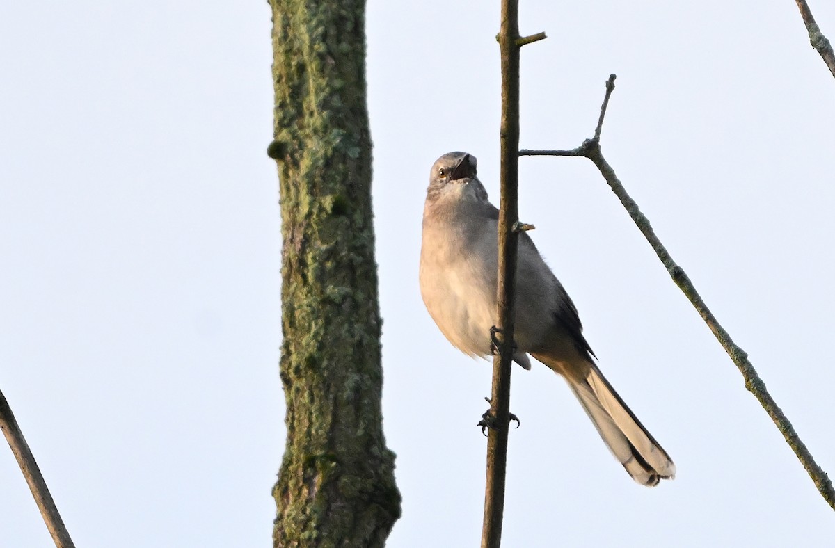 Northern Mockingbird - ML642965898