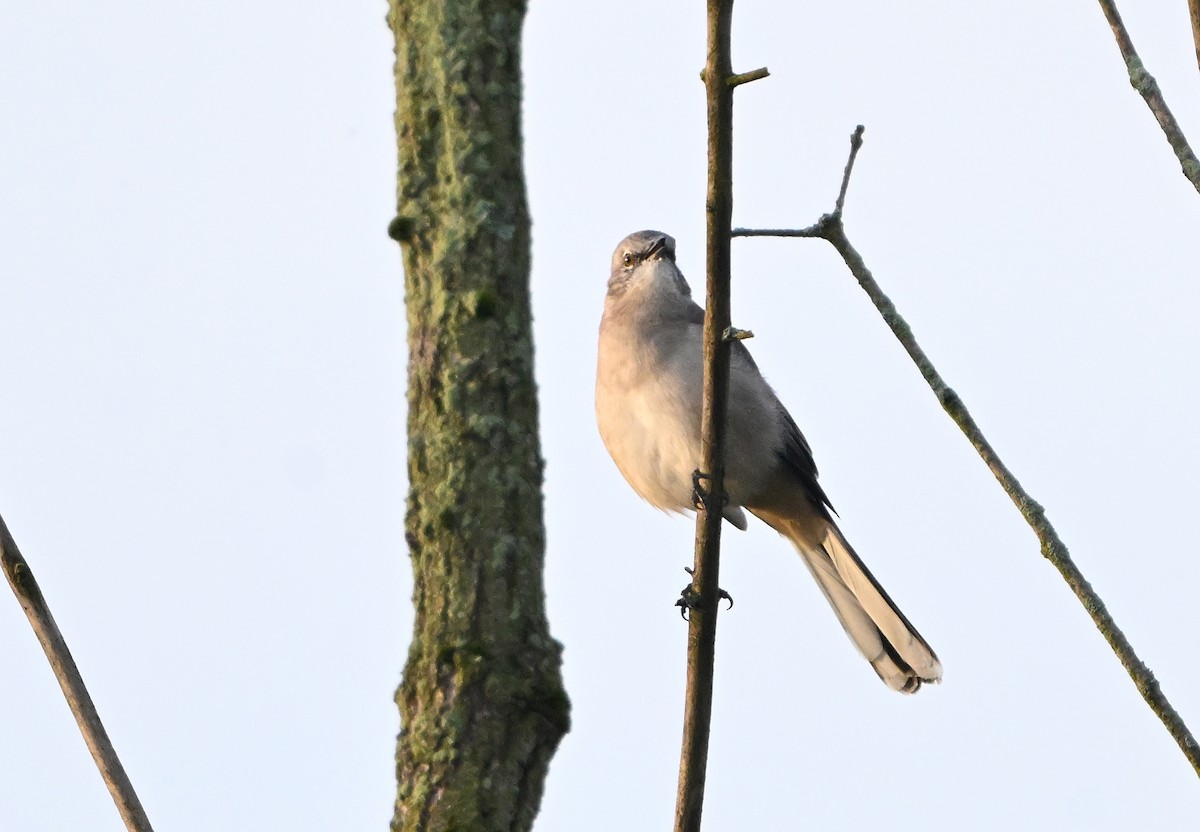 Northern Mockingbird - ML642965899