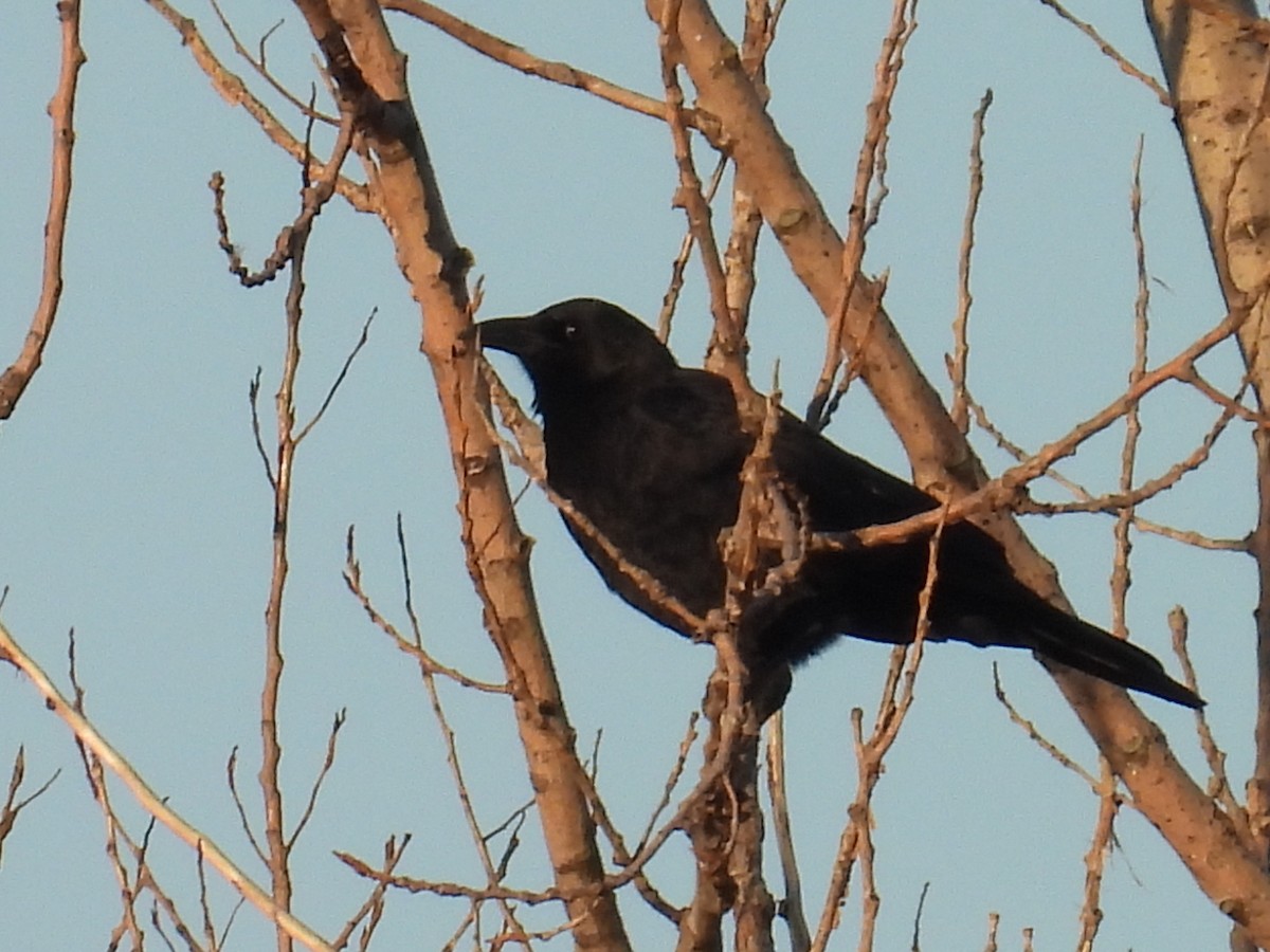 American Crow - ML642965905