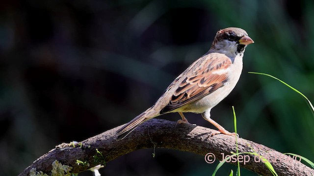 House Sparrow - ML642965909