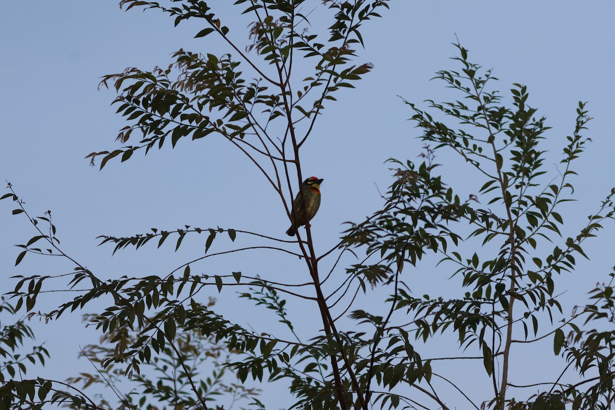 Coppersmith Barbet - ML642965923