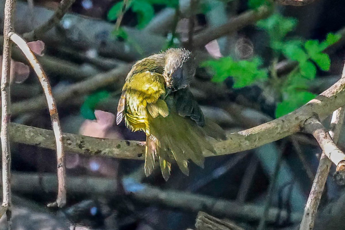 Paruline triste - ML642965927
