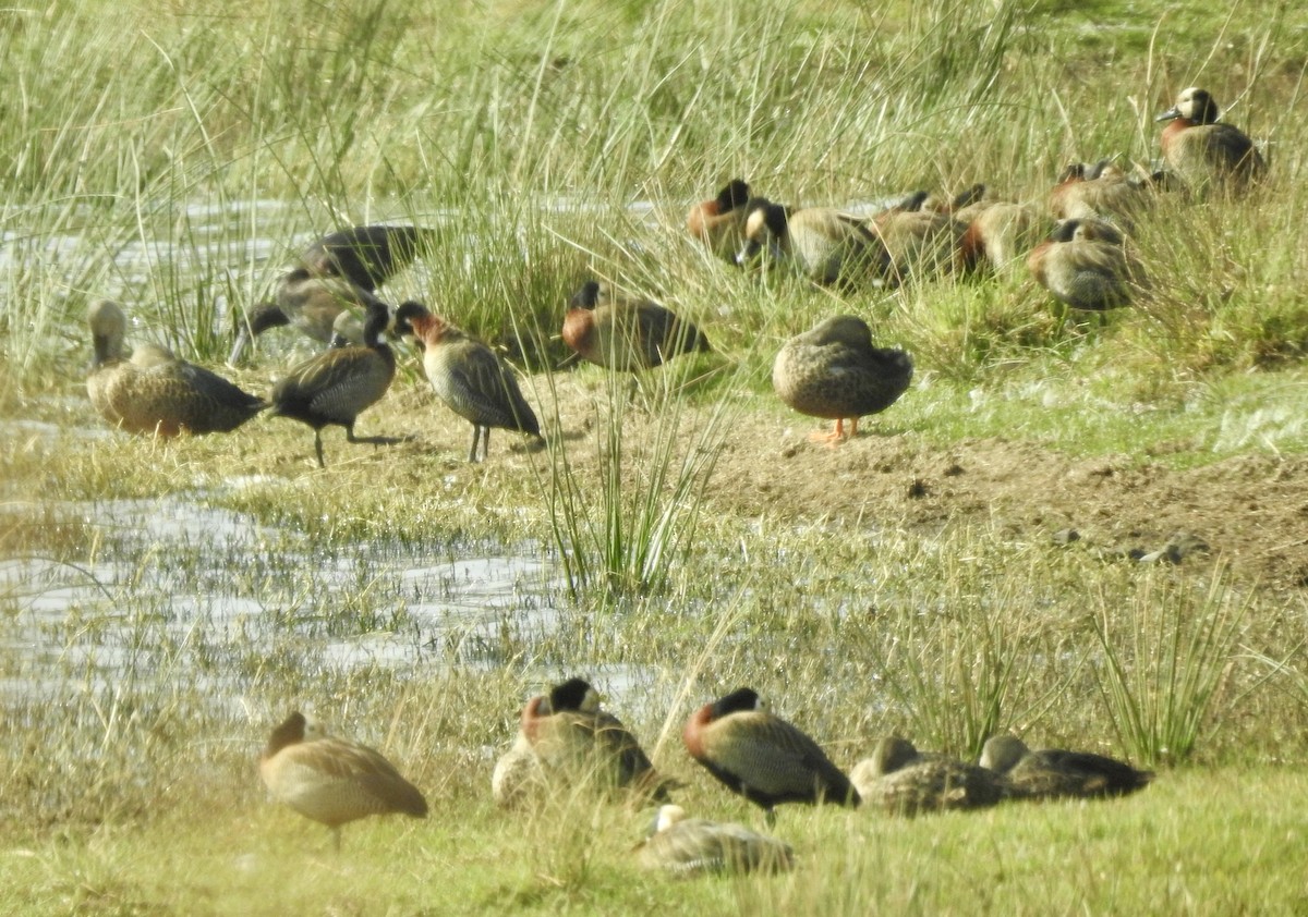White-faced Whistling-Duck - ML642965930