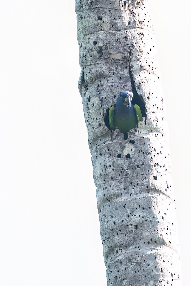 Blue-headed Parrot (Blue-headed) - ML642965934