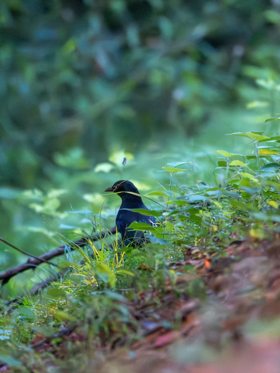 Chinese Blackbird - ML642965942