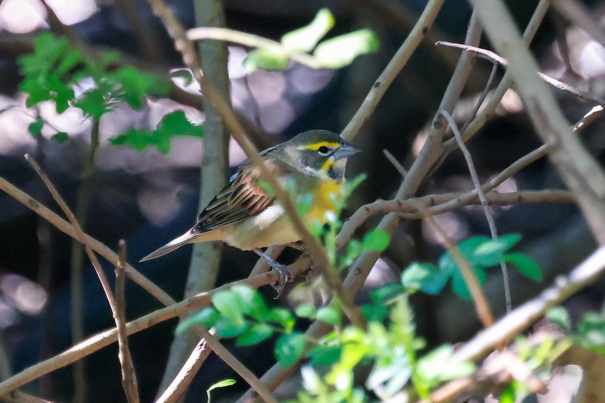 Dickcissel - ML642965944