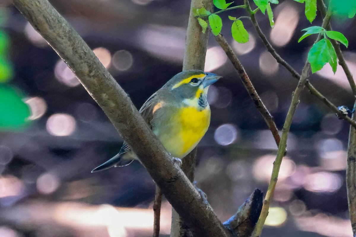 Dickcissel - ML642965945