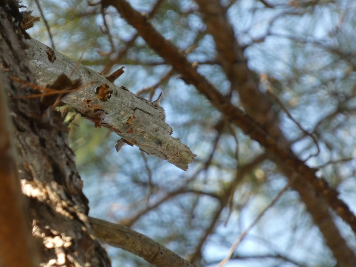 Brown-headed Nuthatch - ML642965947