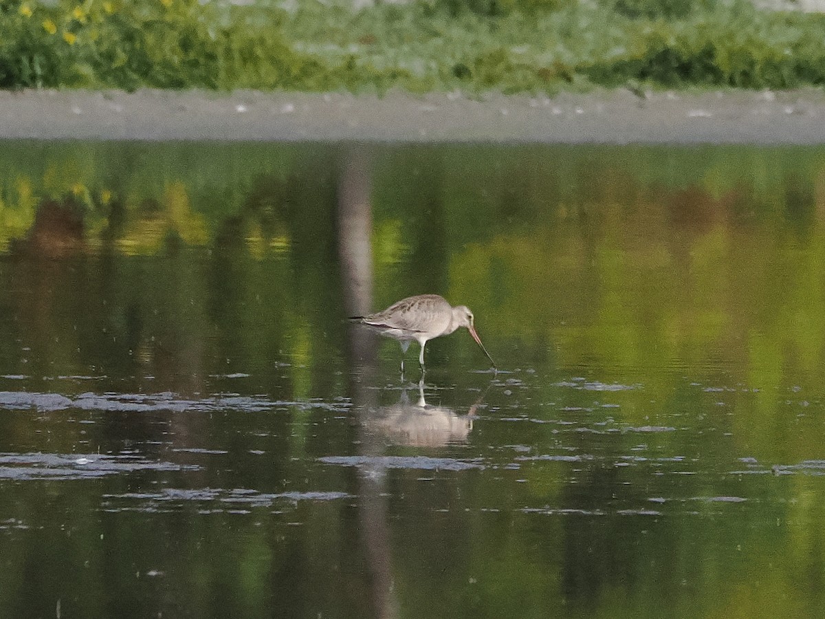 Hudsonian Godwit - ML642965956