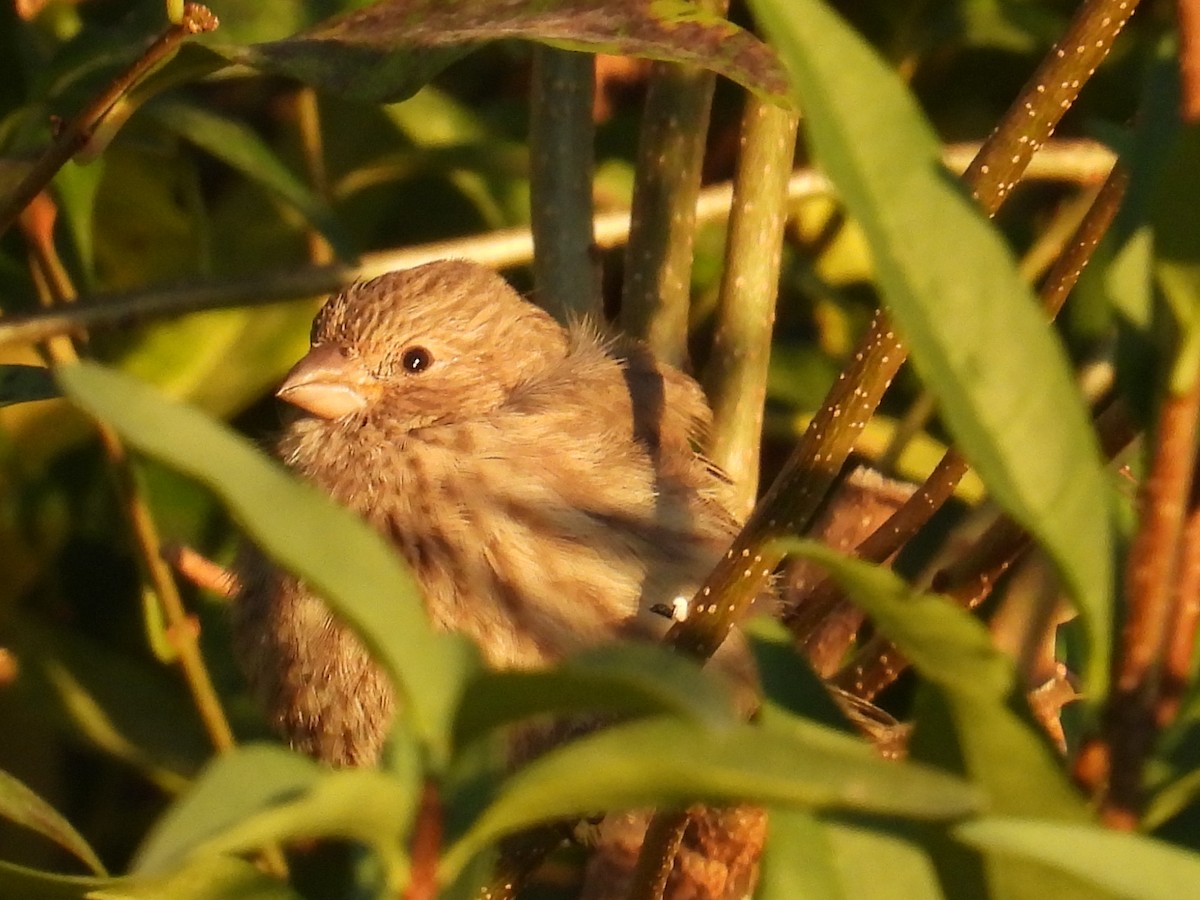 House Finch - ML642965958