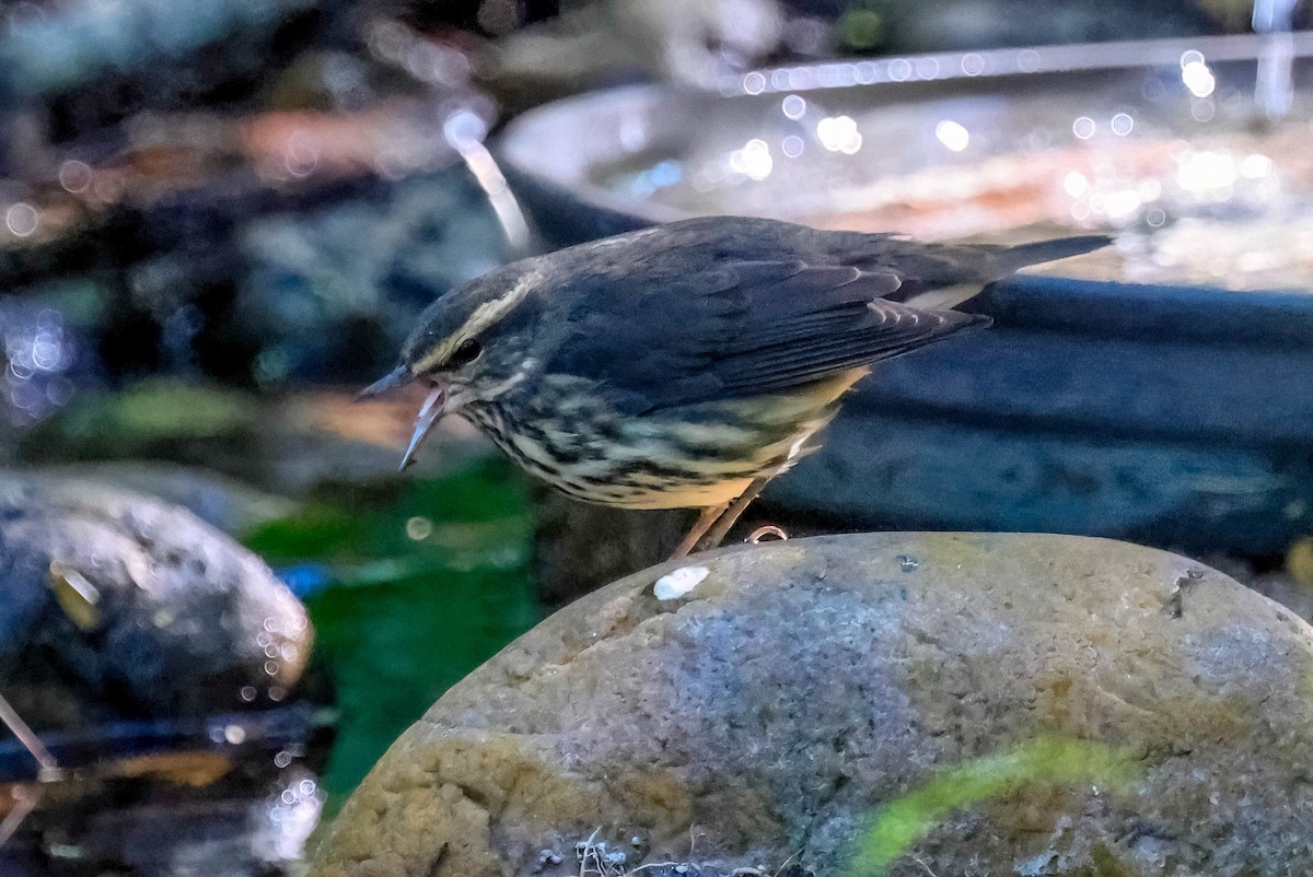 Northern Waterthrush - ML642965969