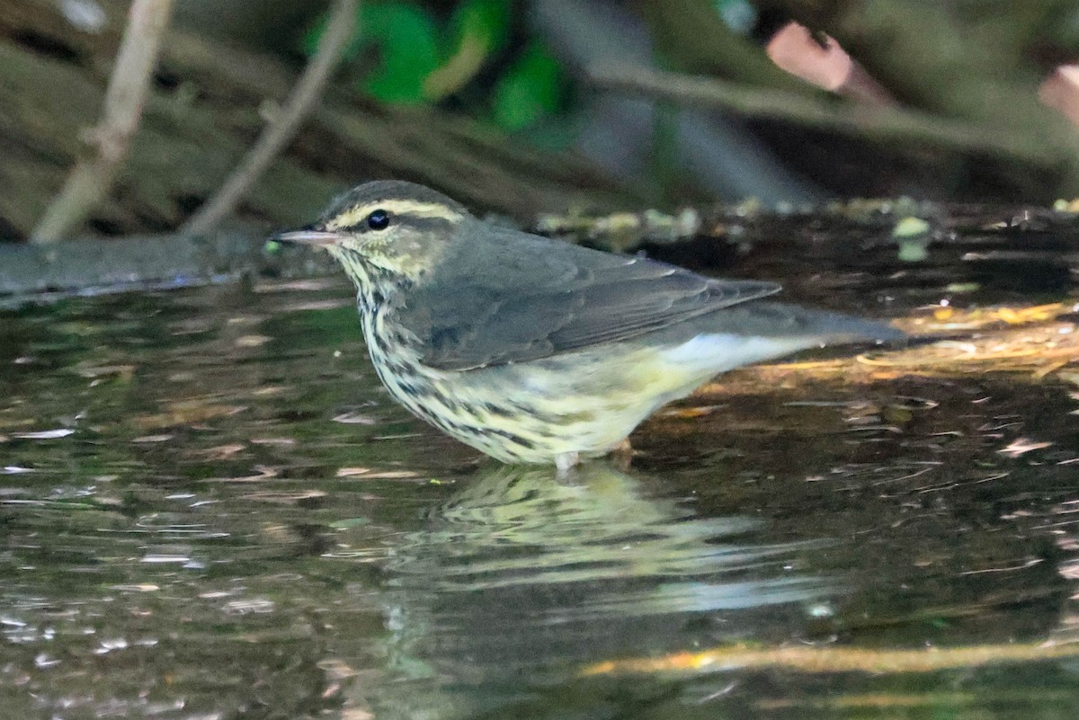 Northern Waterthrush - ML642965970