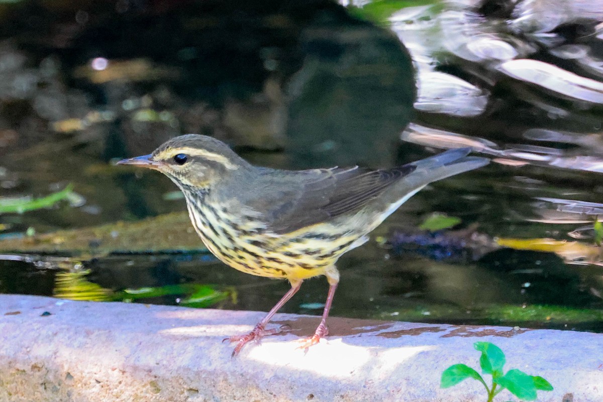 Northern Waterthrush - ML642965971