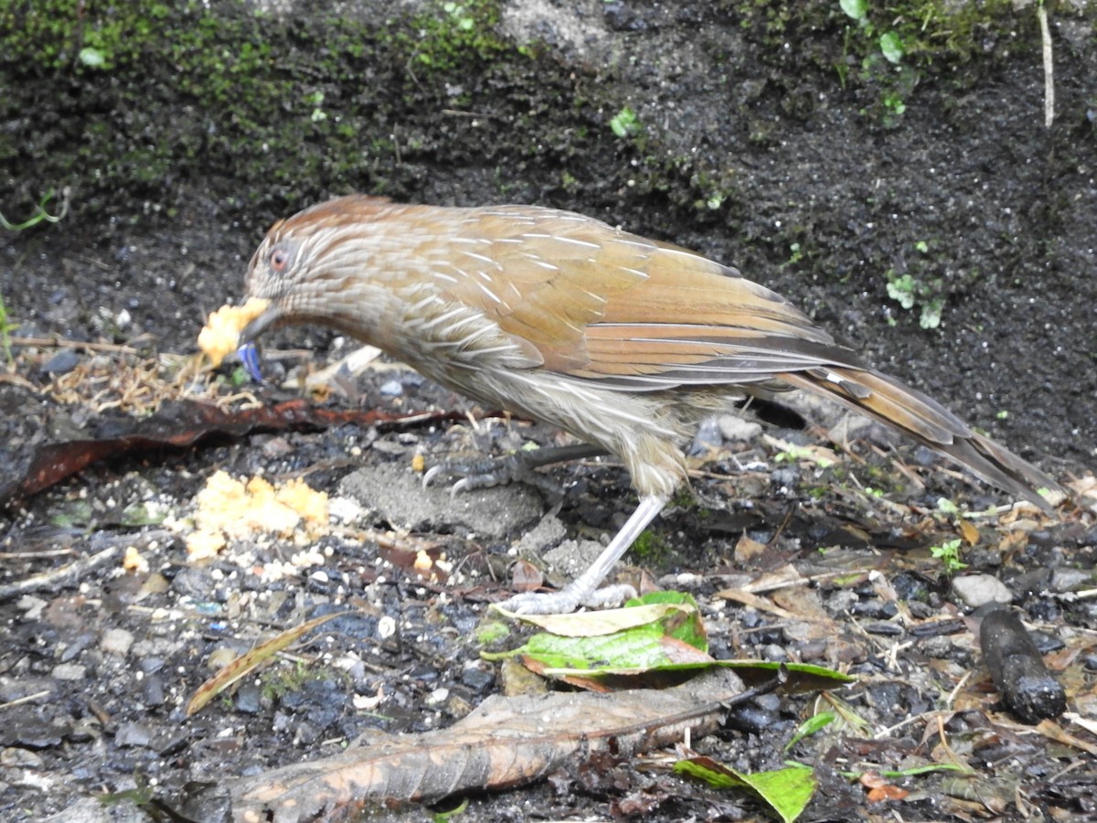 Chestnut-crowned Laughingthrush - ML642965977