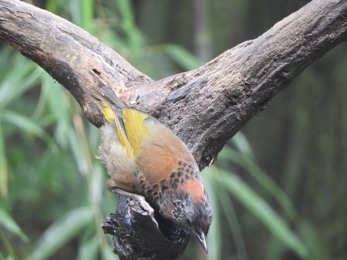 Chestnut-crowned Laughingthrush - ML642965978