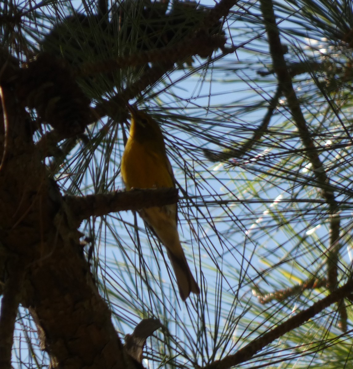 Pine Warbler - ML642965979