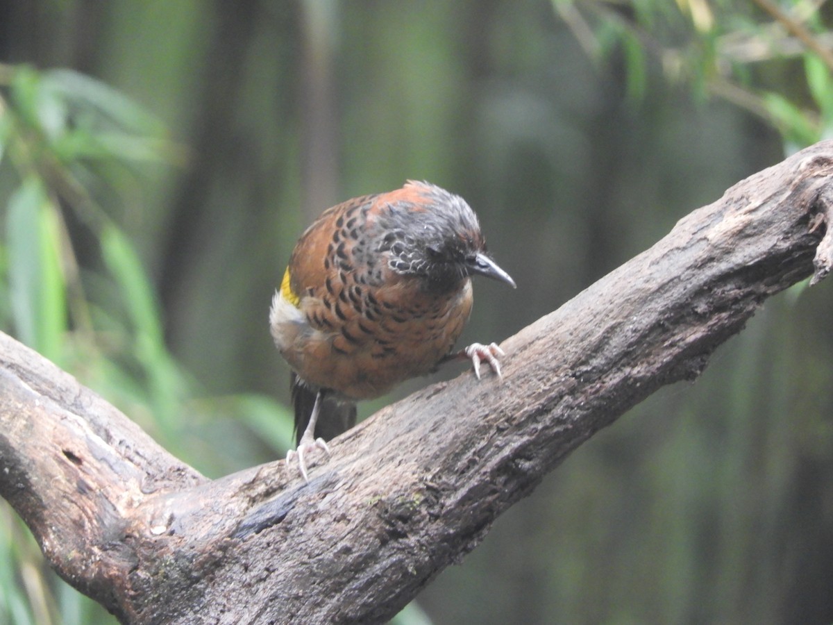 Chestnut-crowned Laughingthrush - ML642965980