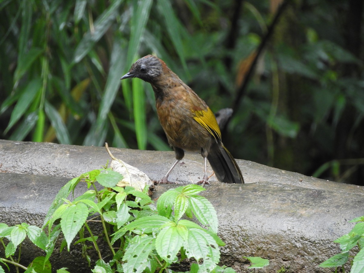 Chestnut-crowned Laughingthrush - ML642965981