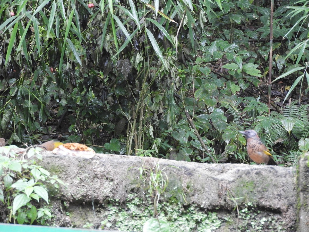 Chestnut-crowned Laughingthrush - ML642965982