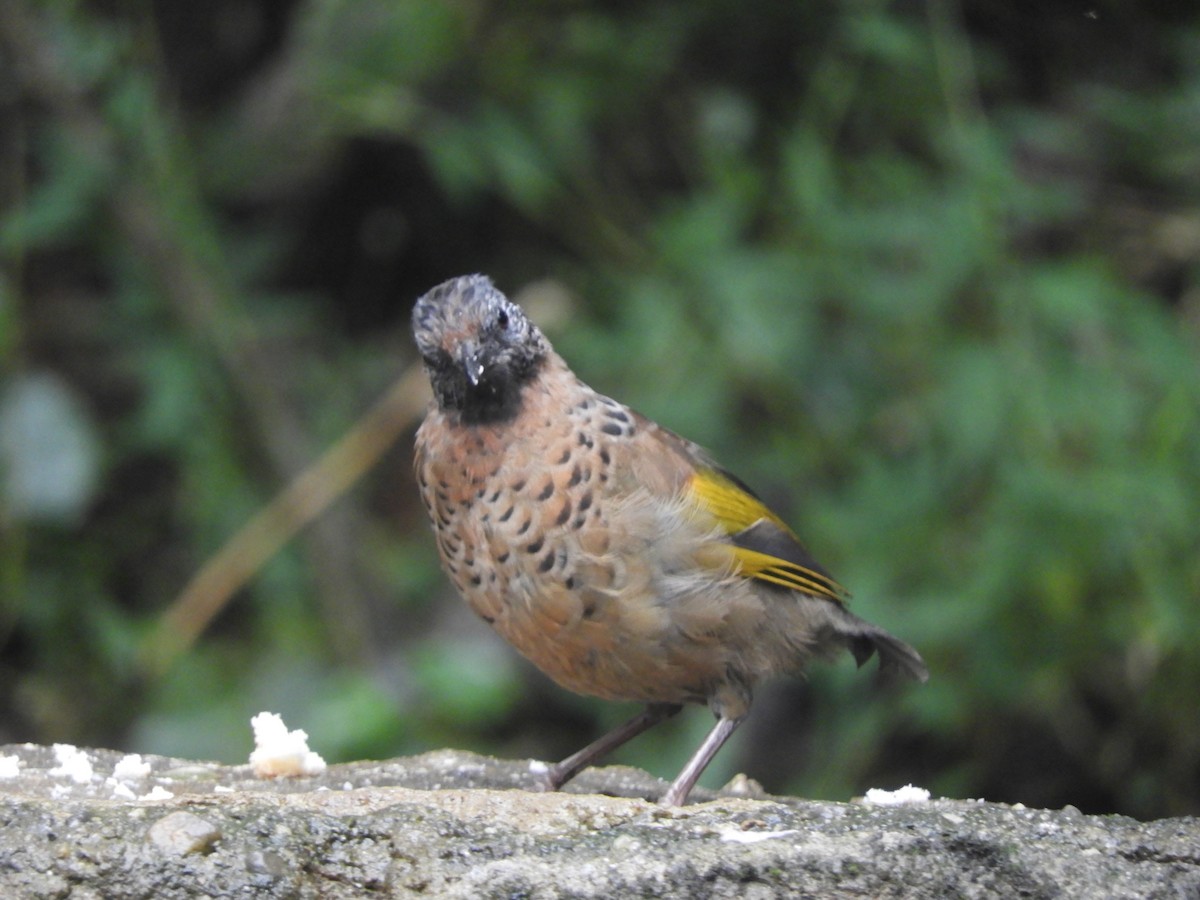 Chestnut-crowned Laughingthrush - ML642965983
