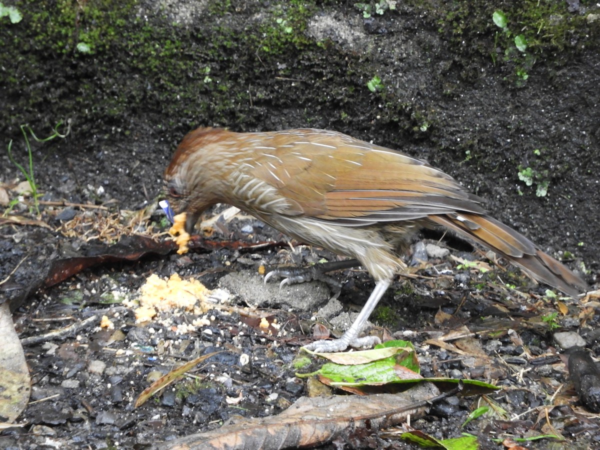 Chestnut-crowned Laughingthrush - ML642965984
