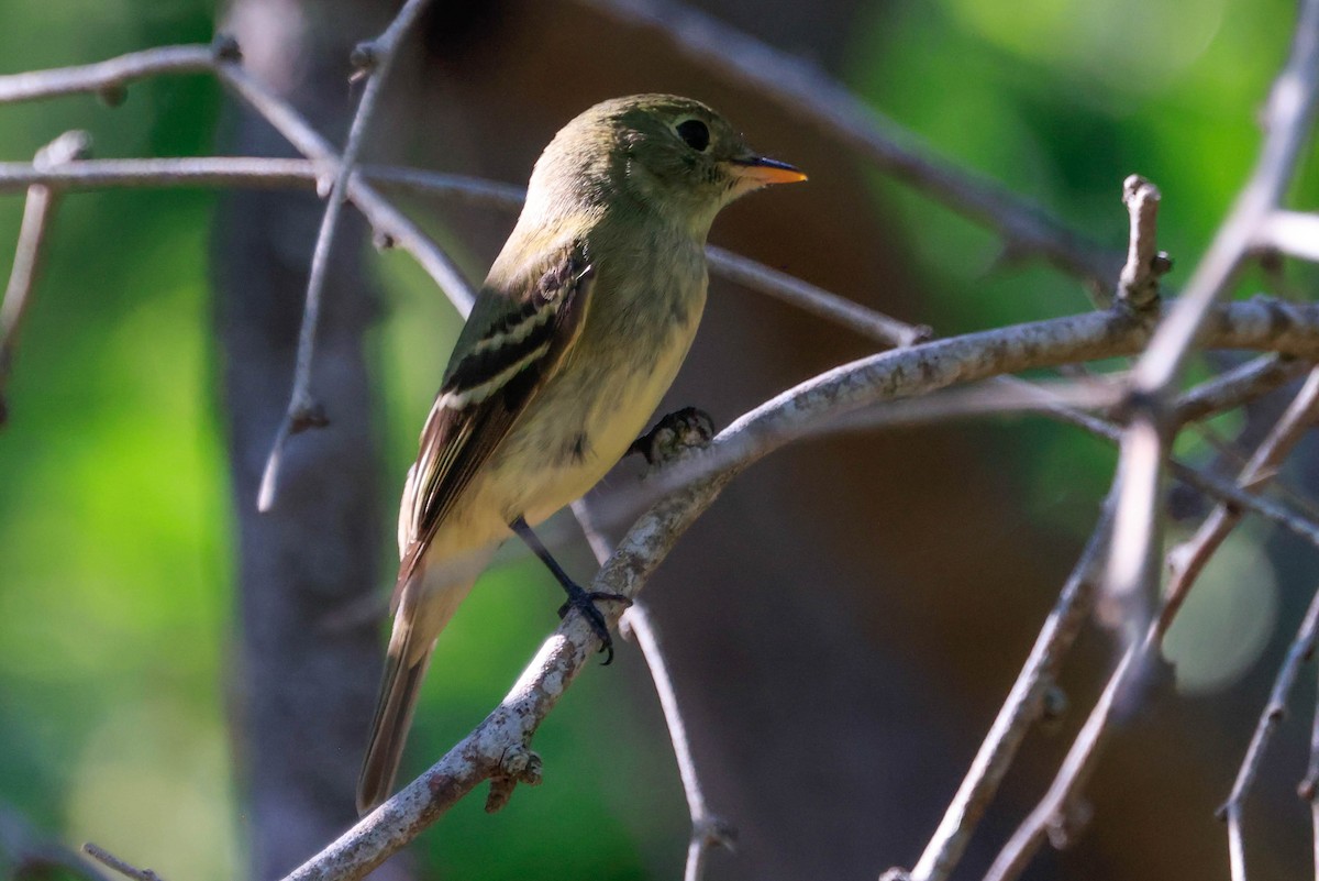 Yellow-bellied Flycatcher - ML642965986