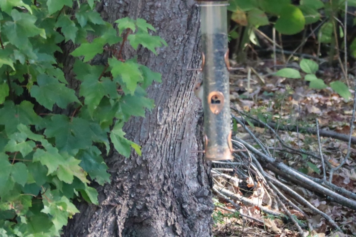 Red-bellied Woodpecker - ML642965992