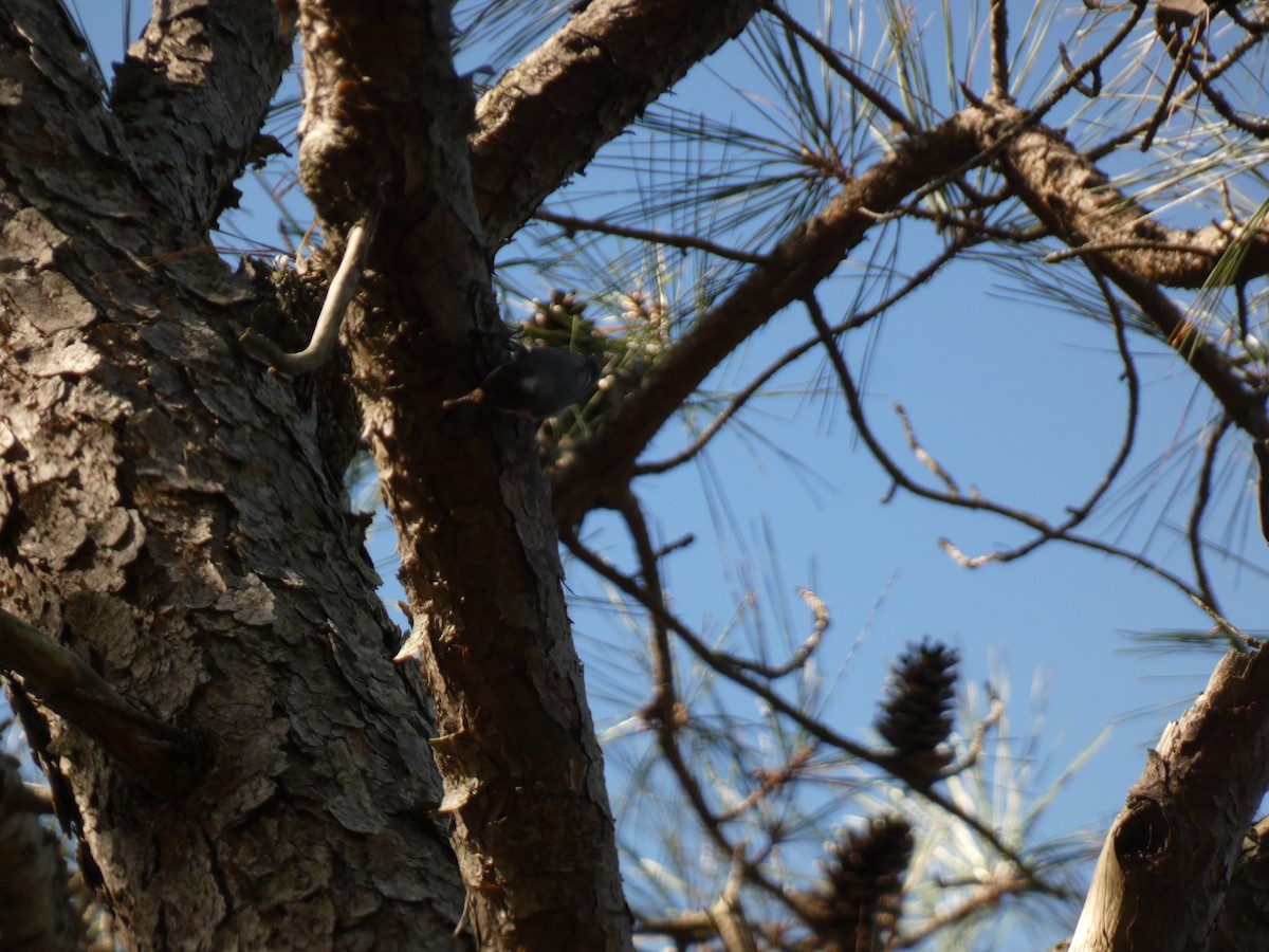 Brown-headed Nuthatch - ML642965993