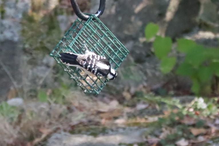 Downy Woodpecker - ML642966002