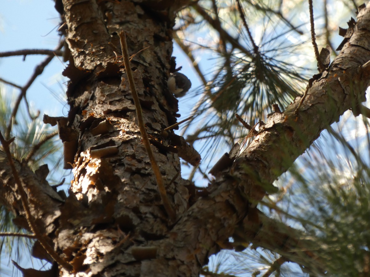 Brown-headed Nuthatch - ML642966004