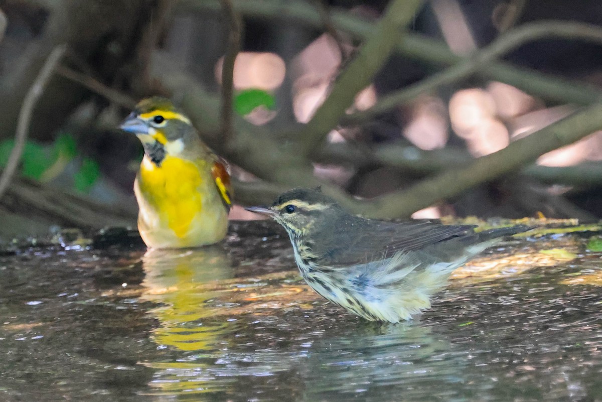 Dickcissel - ML642966009