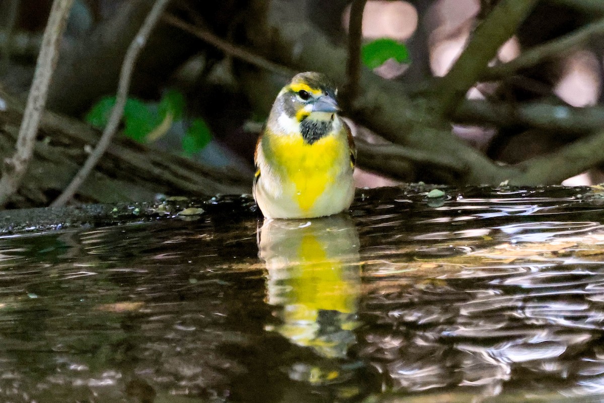 Dickcissel - ML642966010