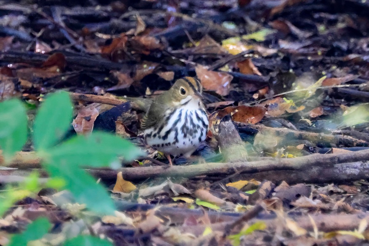 Ovenbird - ML642966019